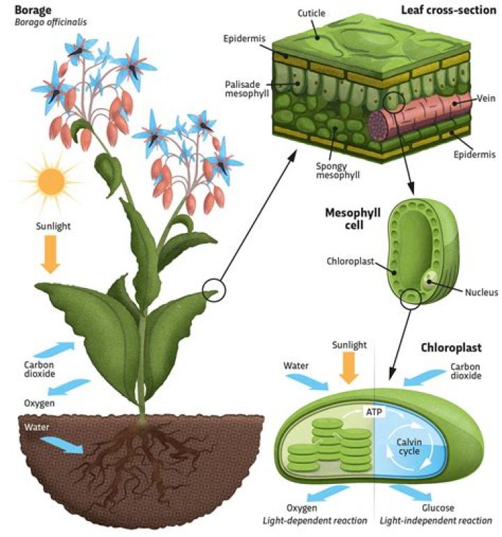 Do non vascular plants photosynthesize?