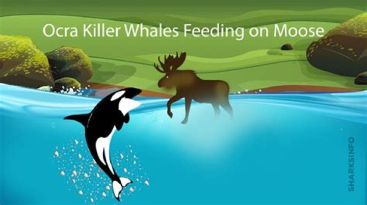 Do orca whales eat moose?
