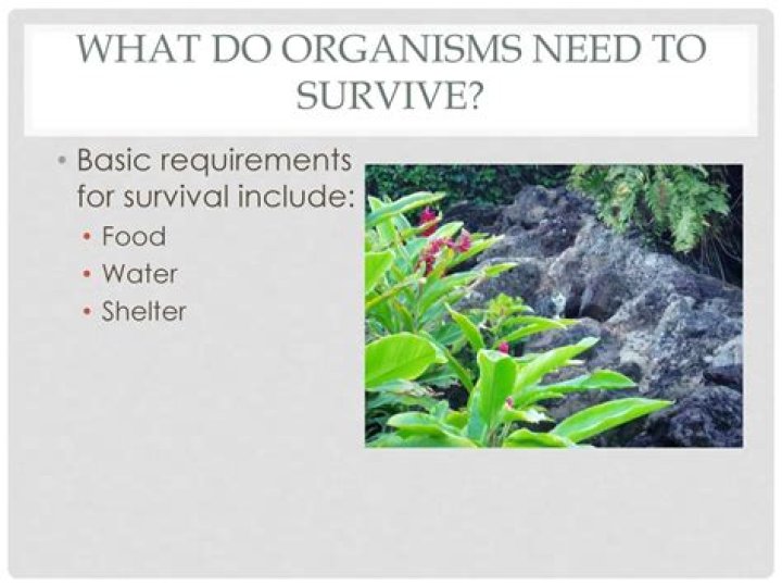 Do organisms need to survive?