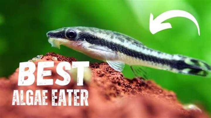 Do otos eat algae?