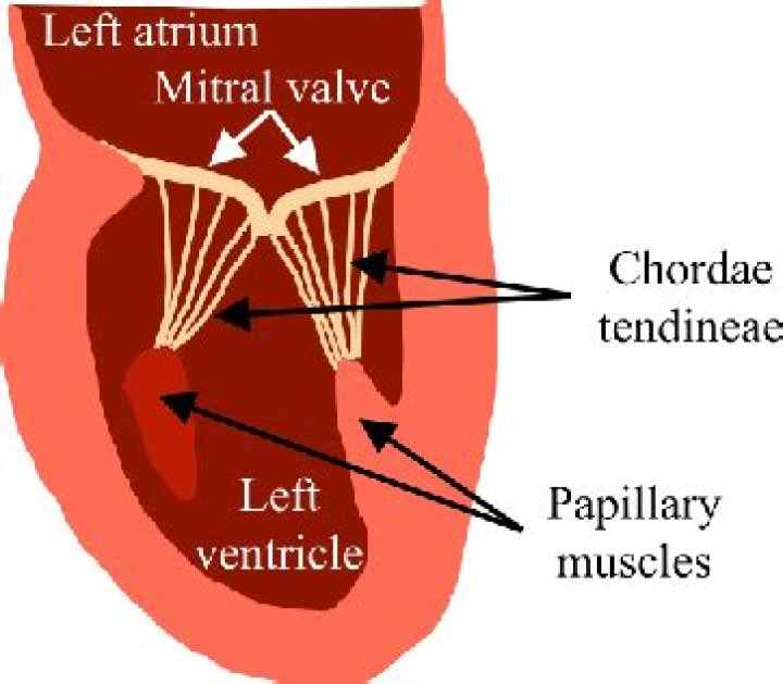 Do papillary muscles contract?
