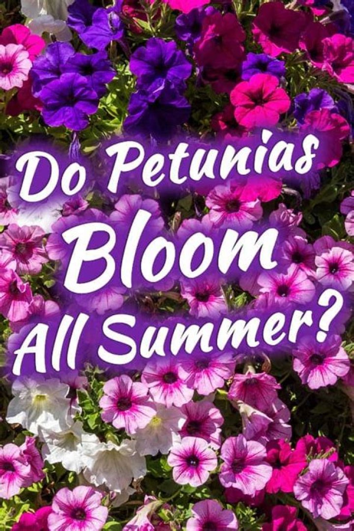 Do petunias bloom all summer?
