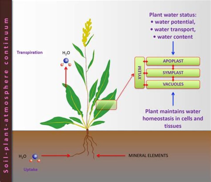 Do plants like well water?