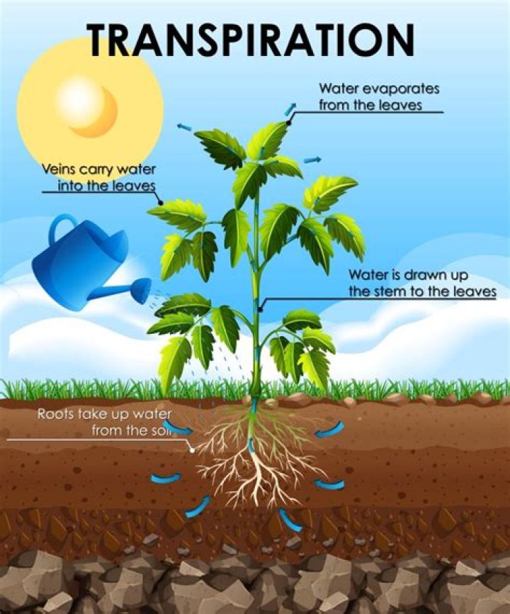 Do plants require transpiration to survive?