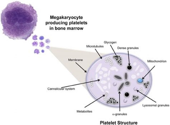 Do platelets have megakaryocytes?