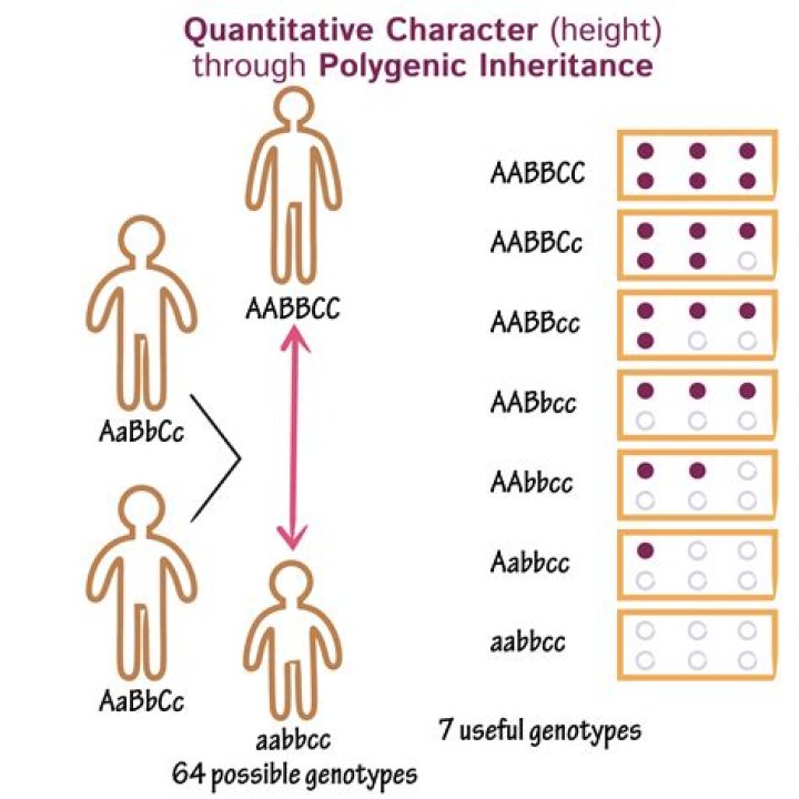 Do polygenic traits vary?