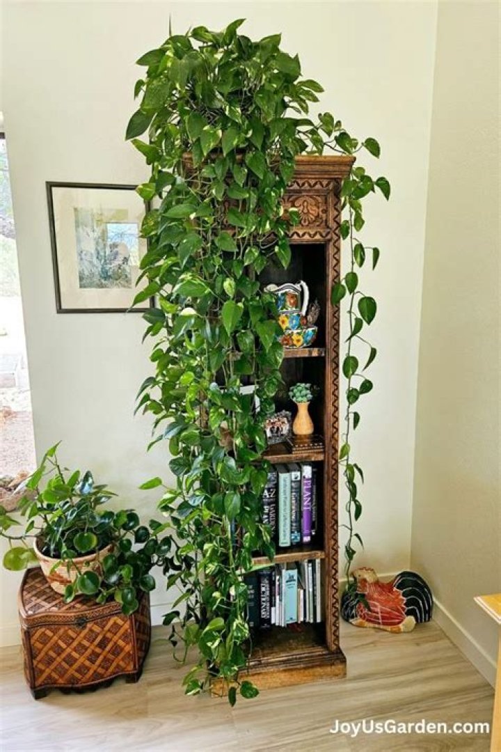 Do pothos get fenestrations?