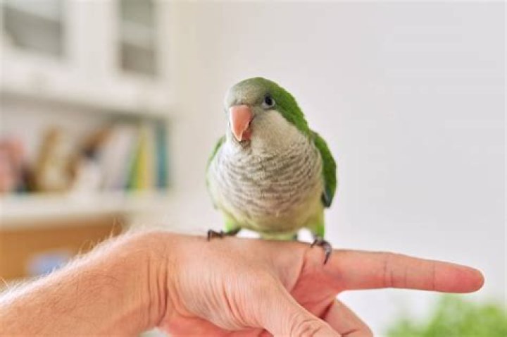Do quaker parrots make good pets?