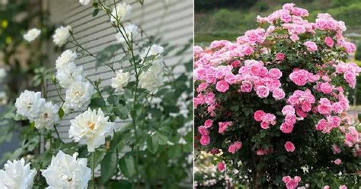 Do roses like full sun?