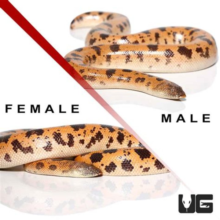 Do saharan sand boas lay eggs?