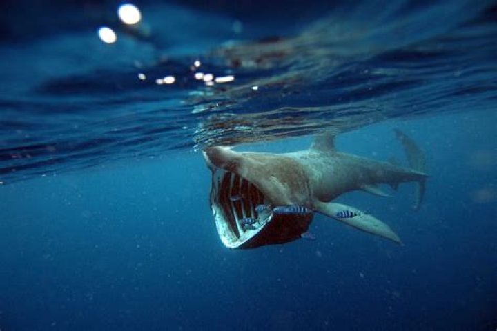 Do sharks live in the mediterranean sea?