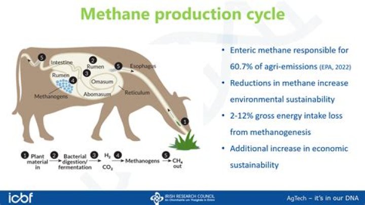 Do sheep produce methane?