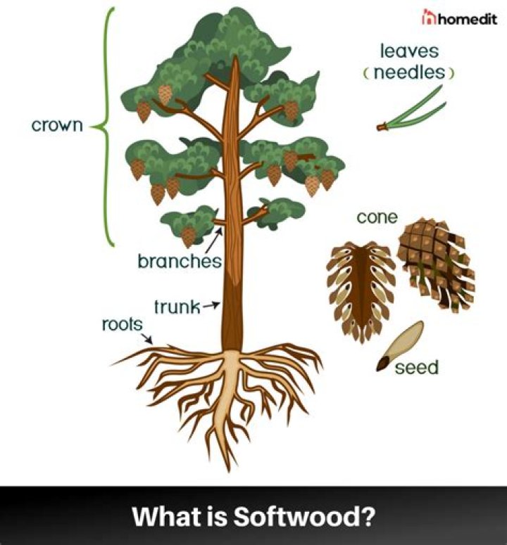 Do softwood trees have leaves?