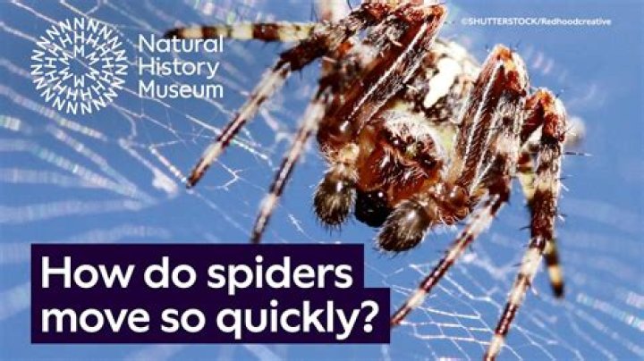 Do spiders move at night?