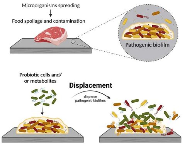 Do spoilage bacteria assist the recycling process?