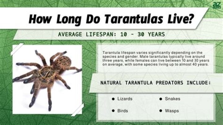 Do tarantulas spawn on bamboo island?