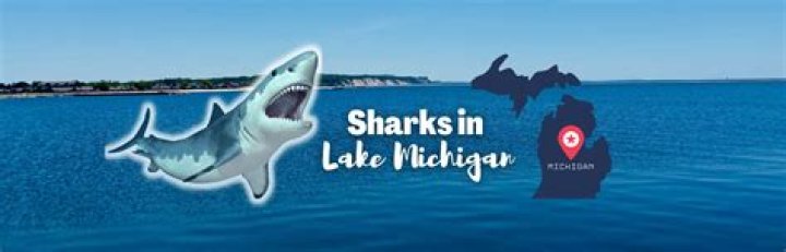 Do they have sharks in lake pontchartrain?