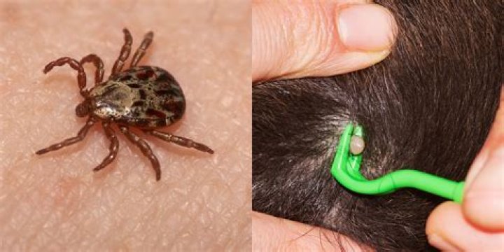 Do ticks fall off on their own?