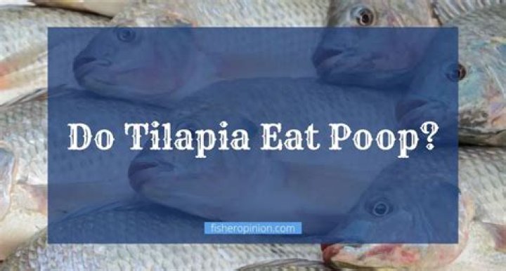 Do tilapia eat poop?