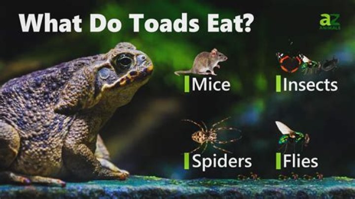 Do toads eat slugs?