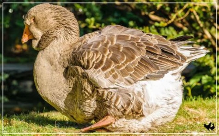 Do toulouse geese molt?