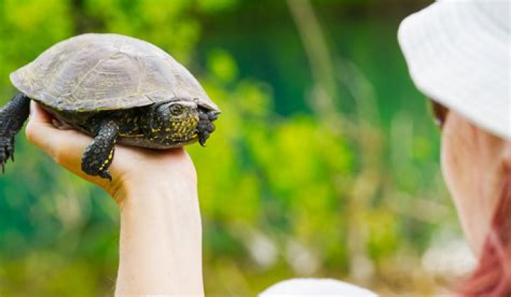 Do turtles eat pollywogs?