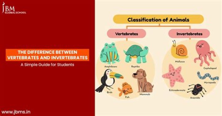 Do vertebrates have segmentation?