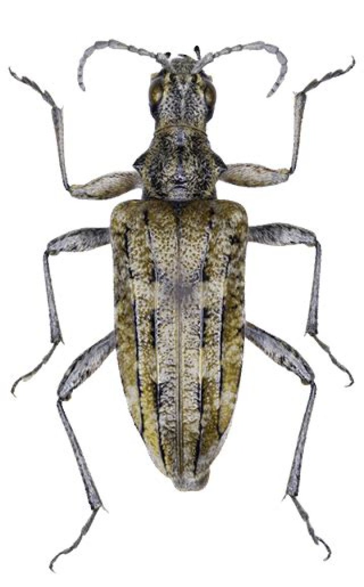 Do white spotted sawyer beetle fly?