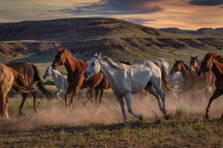 Do wild horses still exist?