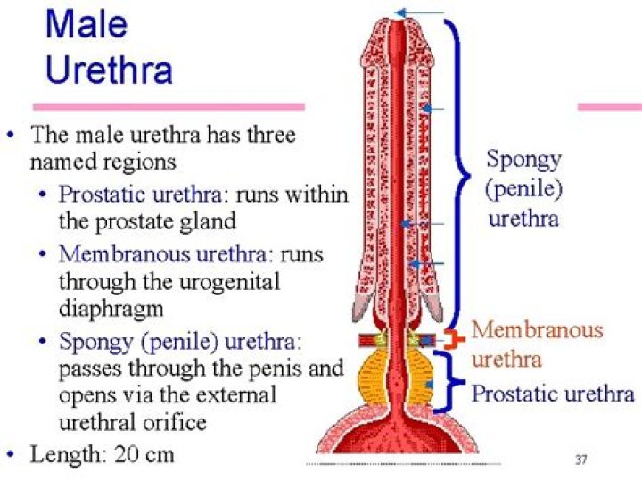 Do you have two urethras?