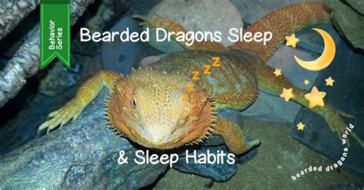 Does a bearded dragon sleep in the dark?