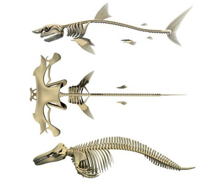 Does a shark have a bony skeleton?