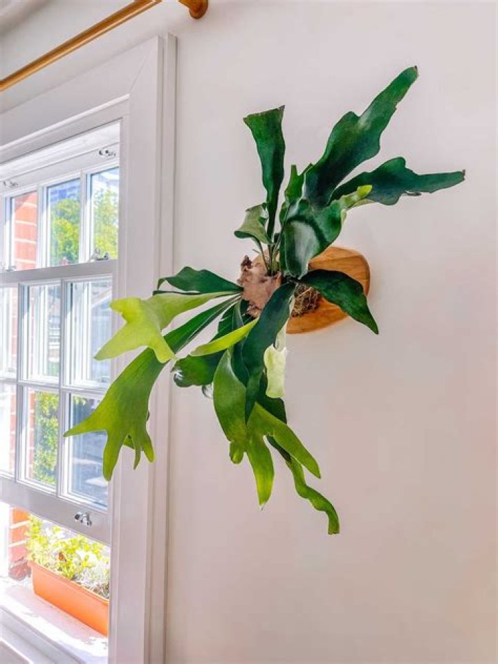 Does a staghorn fern need soil?