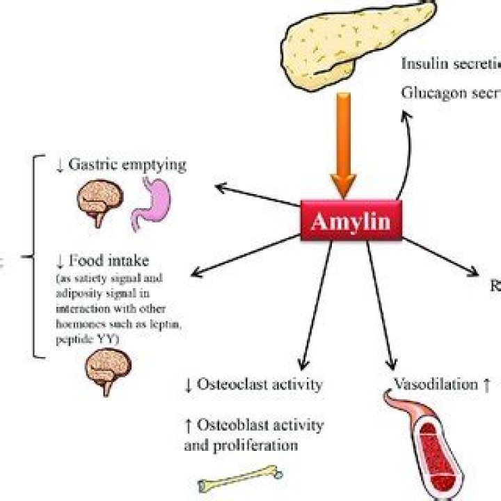 Does amylin inhibit insulin?