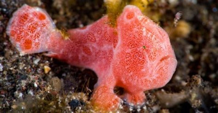 Does anything eat frogfish?
