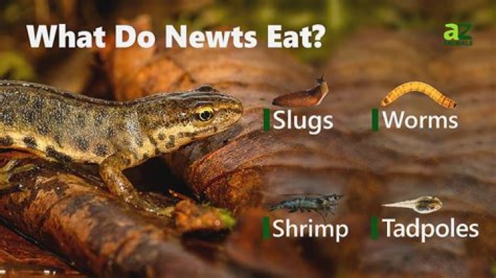 Does anything eat newts?