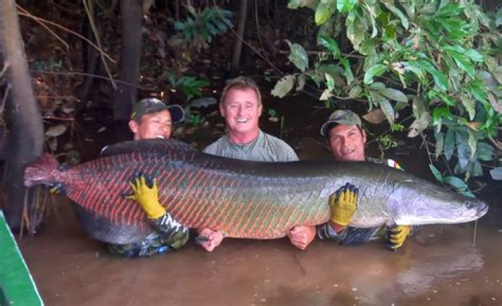 Does arapaima taste good?