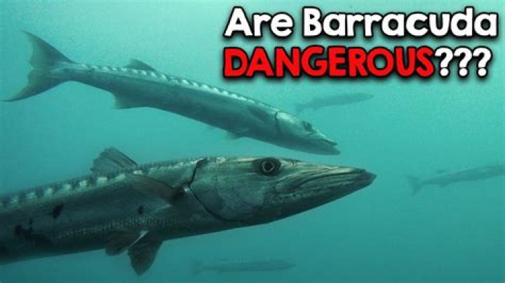 Does barracudas lay eggs?