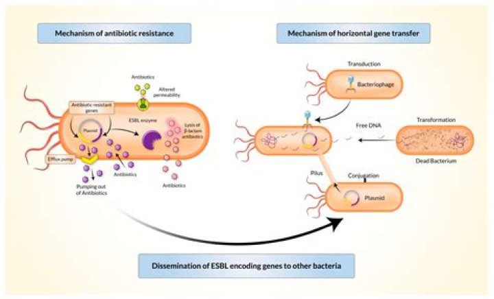 Does beta lactamase degrade ampicillin?