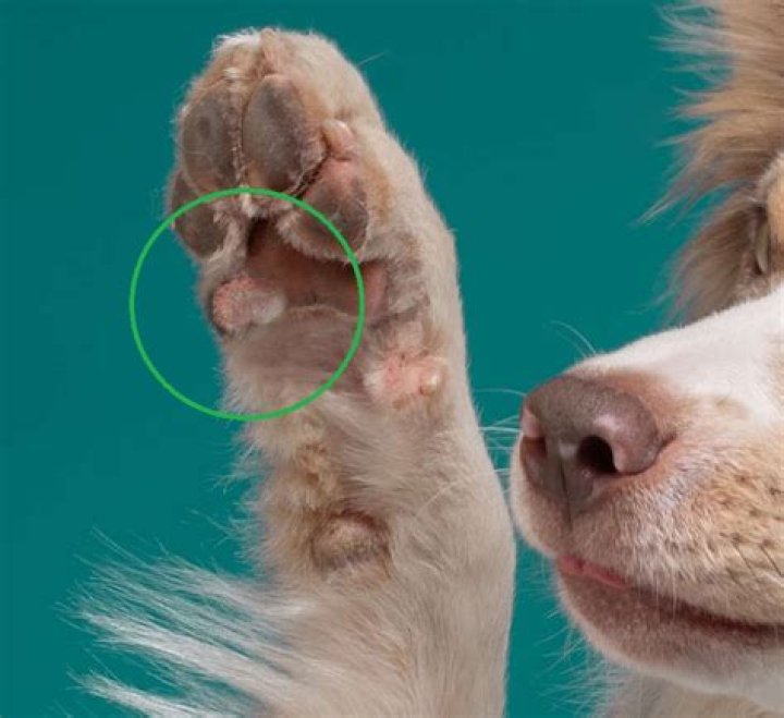 Does blackleg affect dogs?