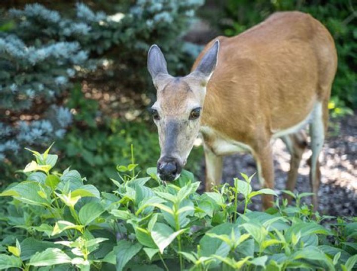 Does bone meal keep deer away?