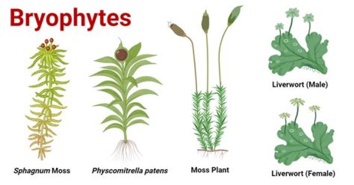 Does bryophytes produce seeds?