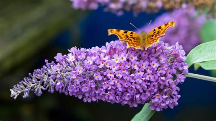 Does buddleia attract butterflies?
