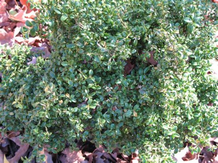 Does buxus microphylla smell?
