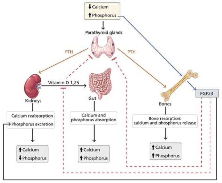 Does calcium acetate increase calcium levels?