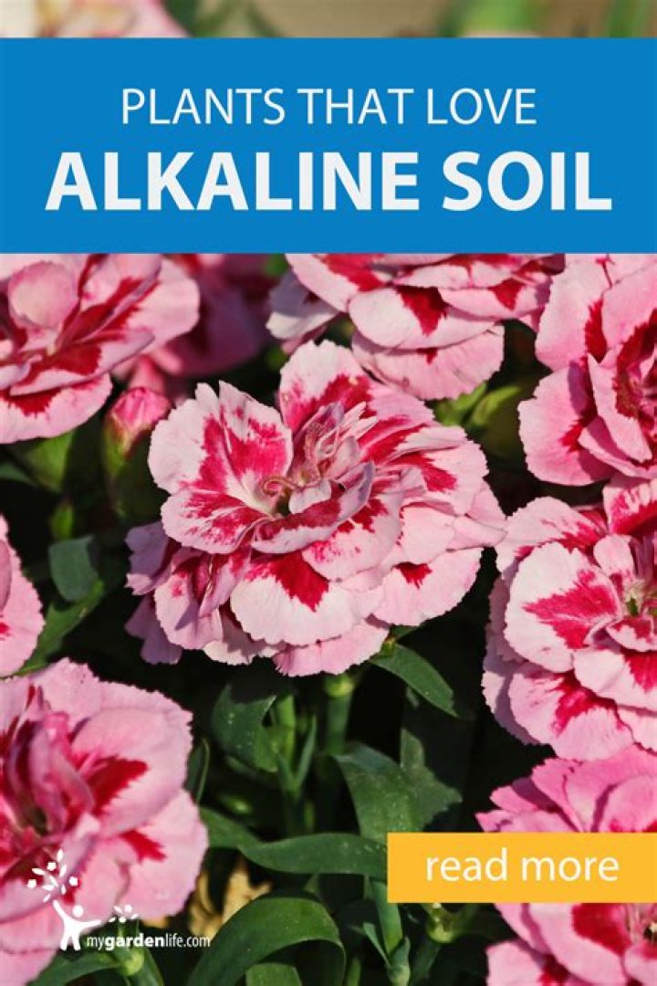 Does camellia like alkaline soil?