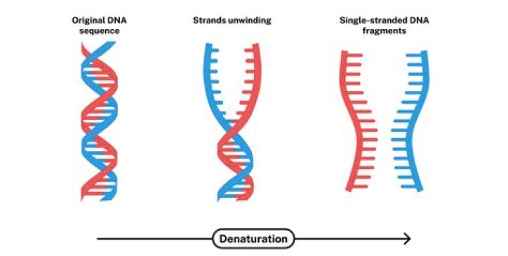 Does chromoplasts have dna?