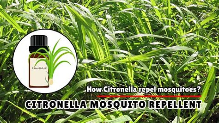 Does citronella repel mosquitoes?