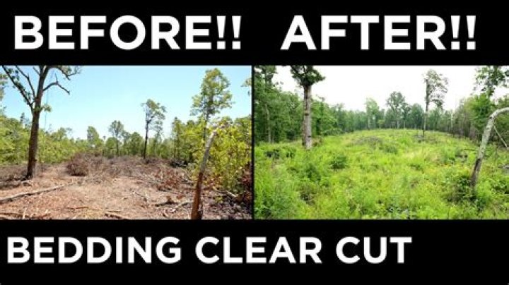 Does clear cutting affect the soil?