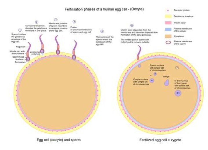 Does conception occur when a sperm fertilizes an egg?